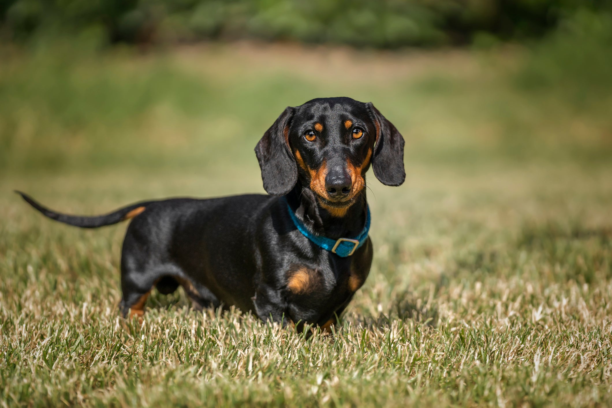 The vet described dachshunds as “stubborn