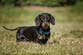 Miniature dachshund that would ‘never leave’ owner’s side spotted alive 16 months after being lost in wilderness