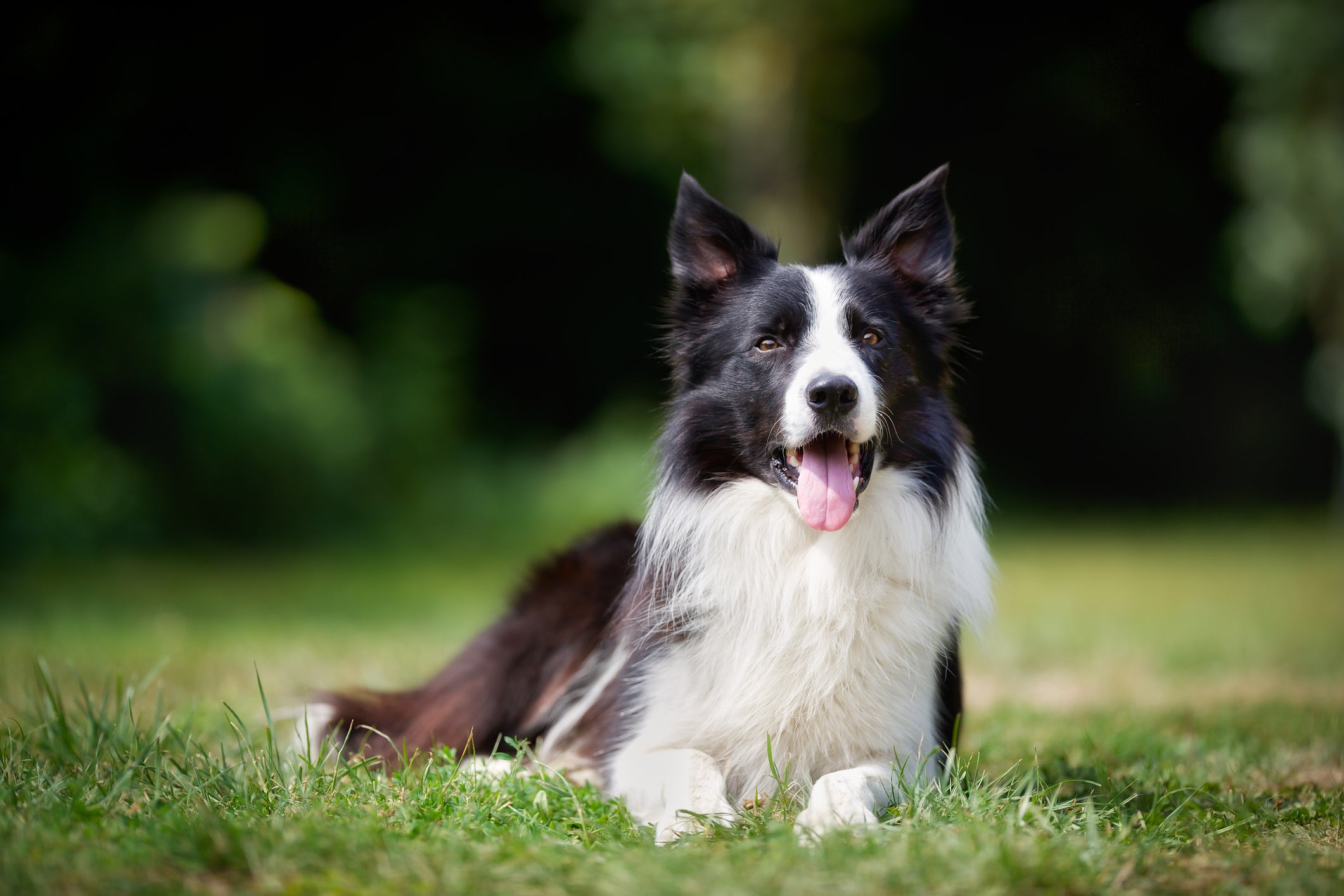 Mr Anwary said that Border Collies basically have ADHD