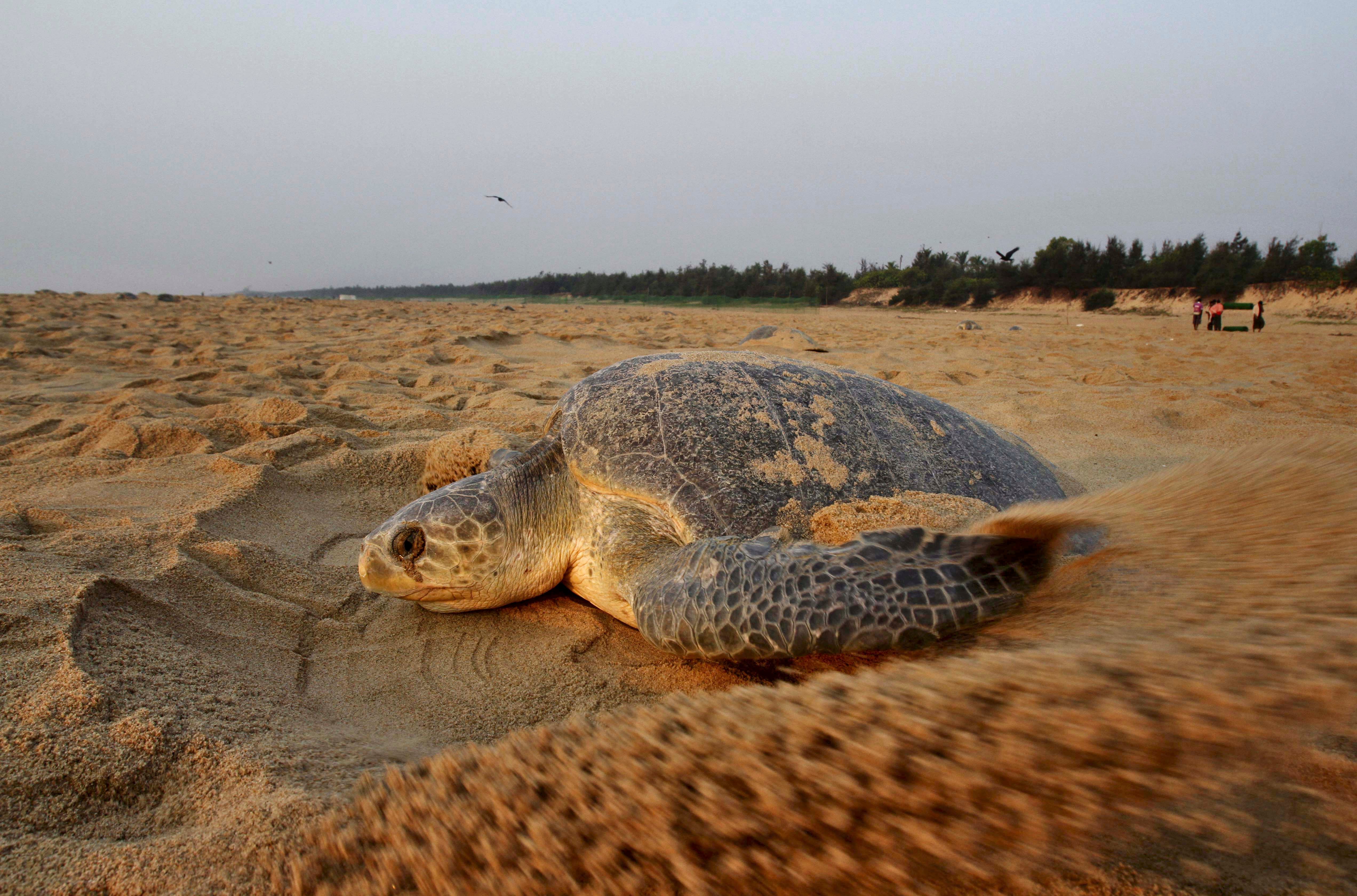 Hundreds of dead sea turtles are washing ashore on India's coast