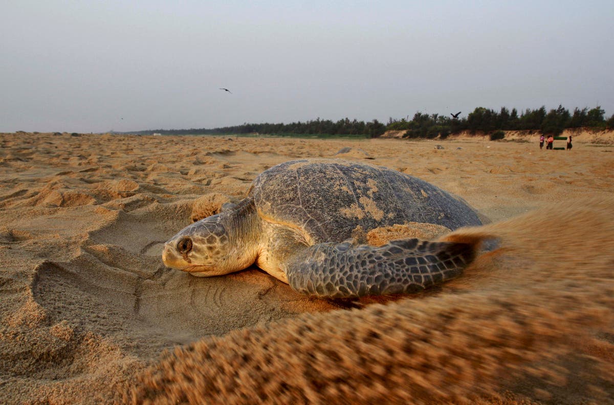 400 Endangered Turtles Wash Ashore: Conservation Crisis Deepens