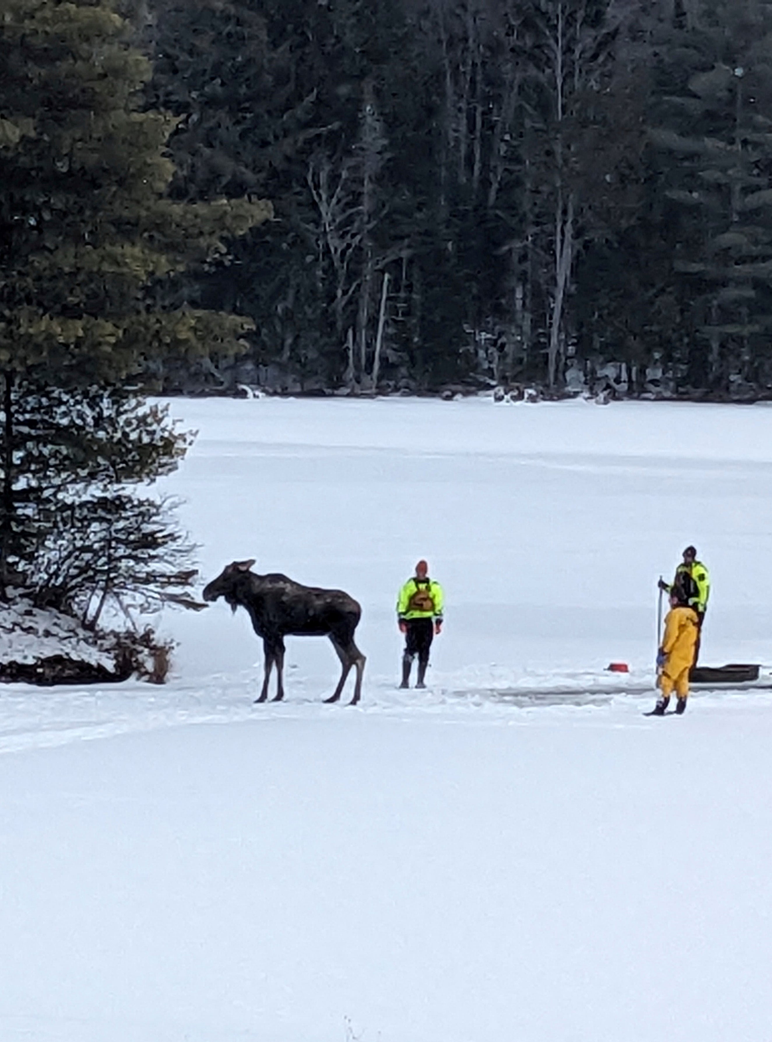 New York Moose Rescue