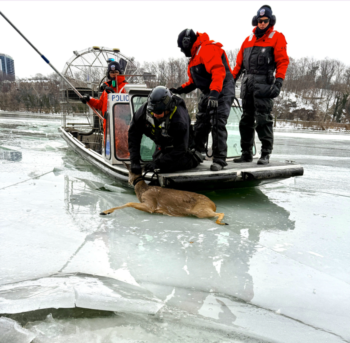 Deer stranded on frozen river rescued using airboat in Washington DC