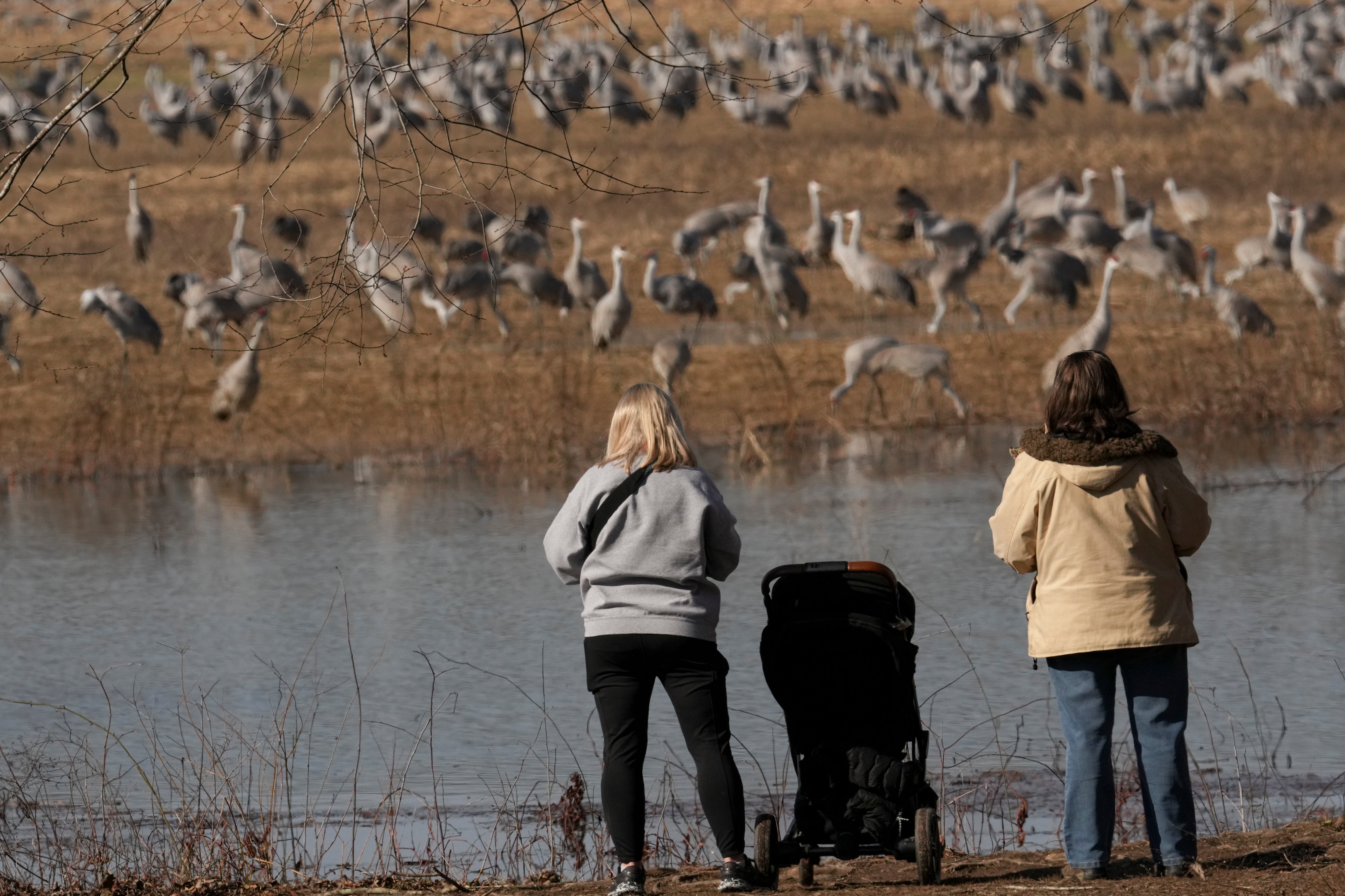 Sandhill Crane Migration