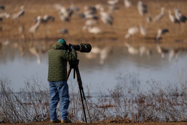 Sandhill Crane Migration