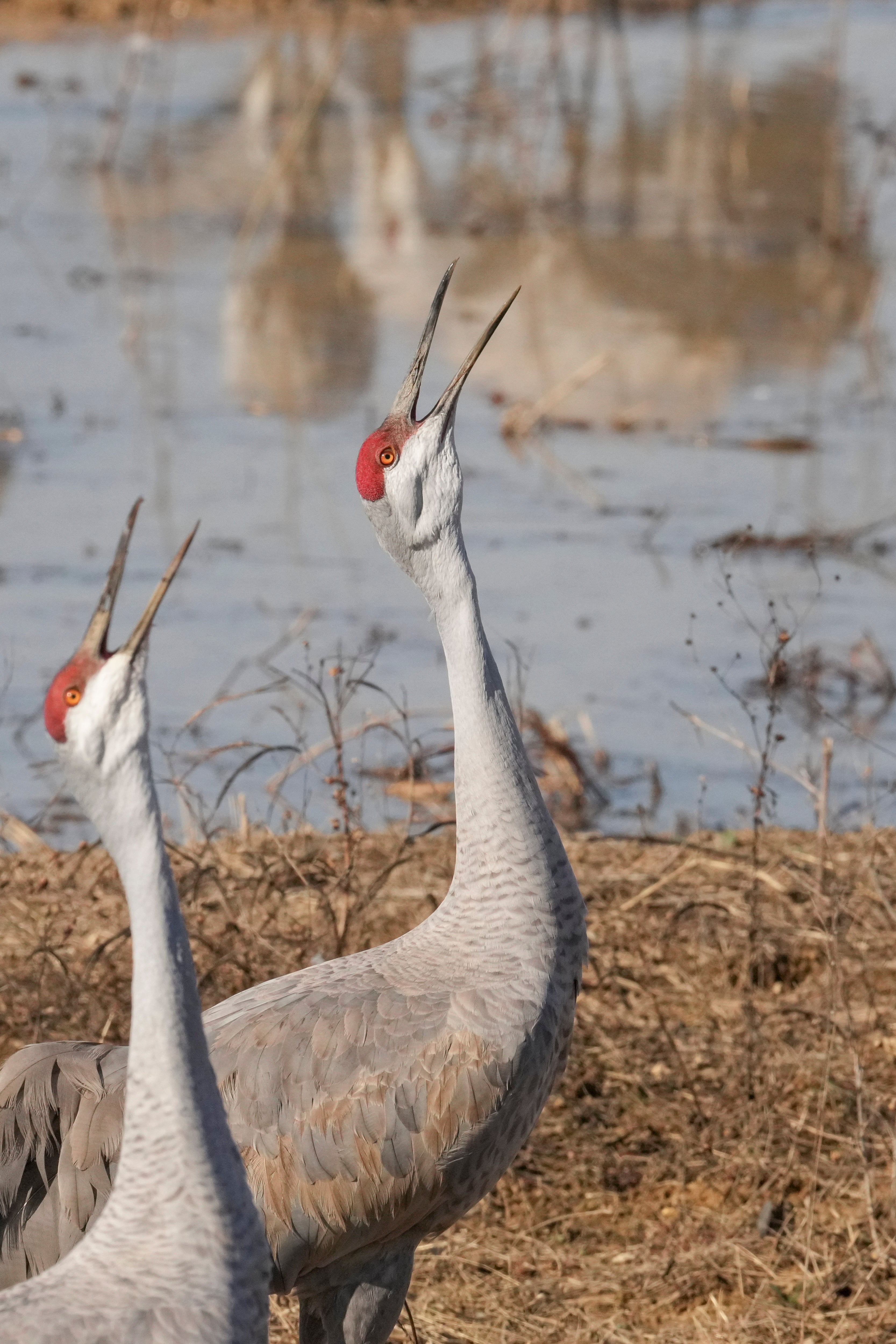 Sandhill Crane Migration