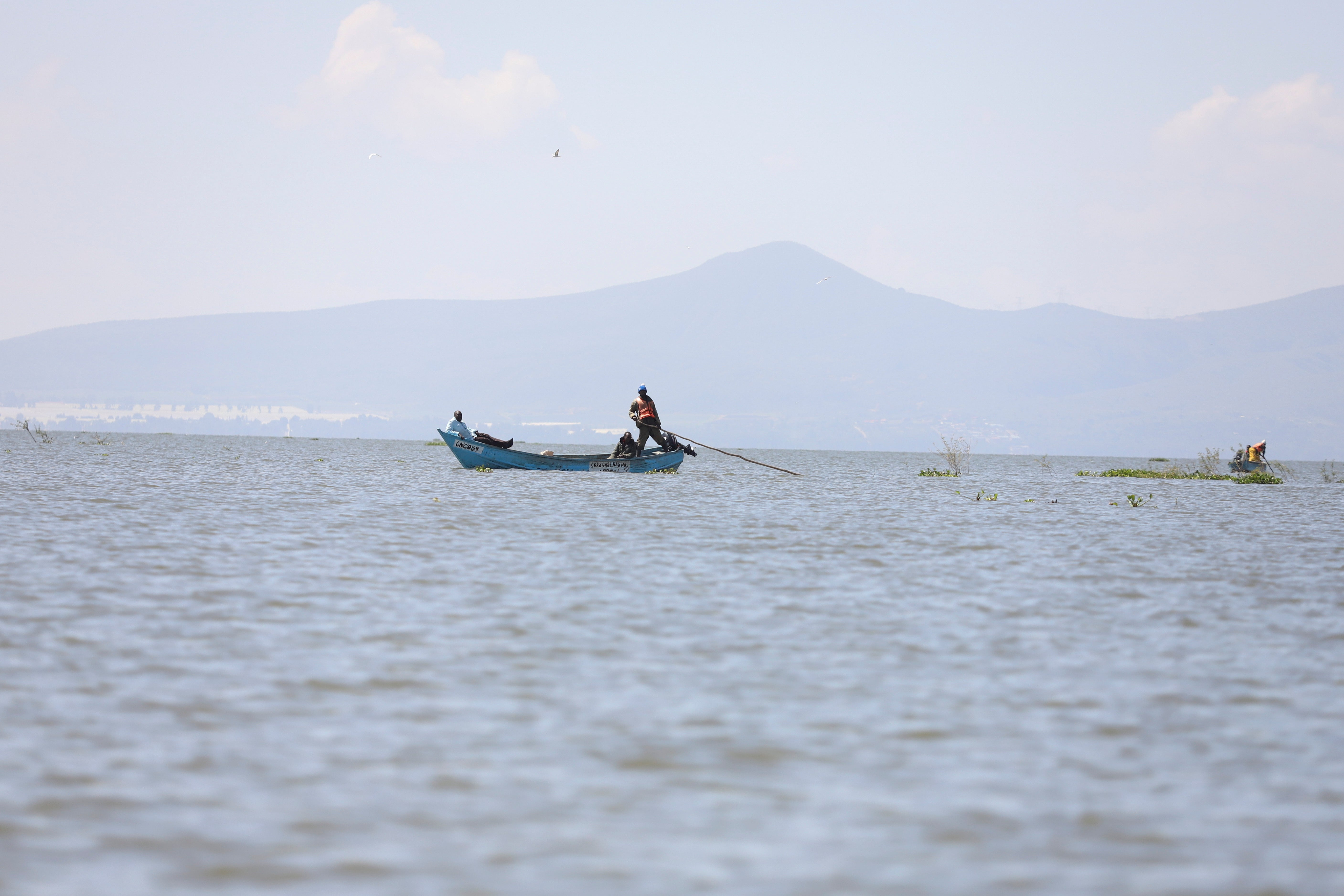 Kenya Water Hyacinth