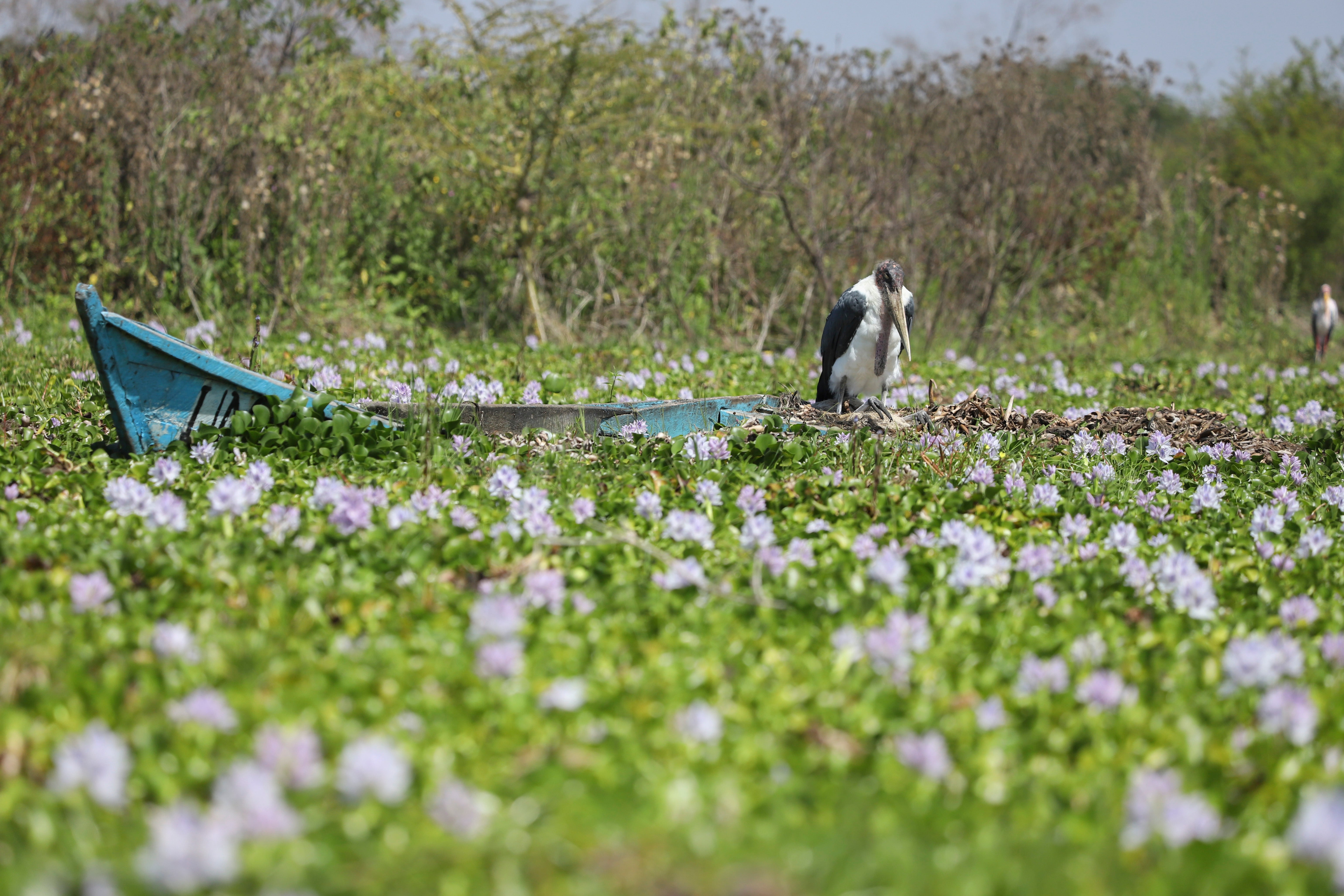 Kenya Water Hyacinth
