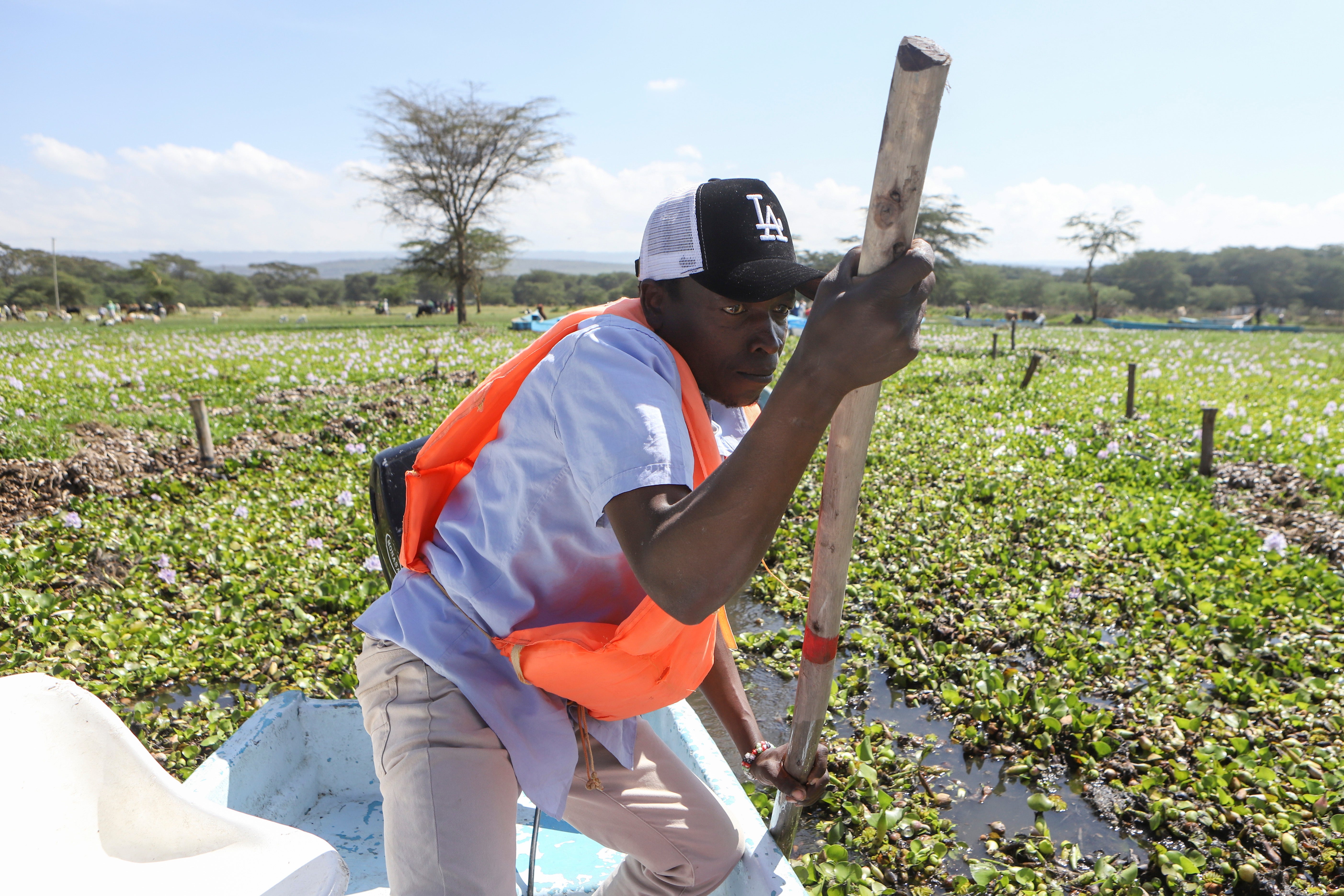 Kenya Water Hyacinth
