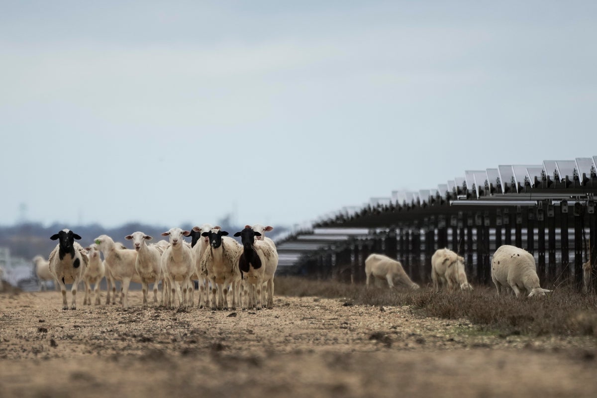 Solar farms are booming in the US and putting thousands of hungry sheep to work