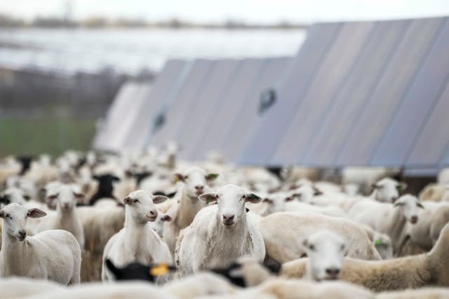 <p>Sheep are more nimble and smaller than lawnmowers</p>
