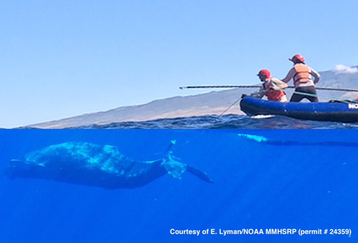 Watch: Whale rescued after becoming tangled in discarded ocean plastic