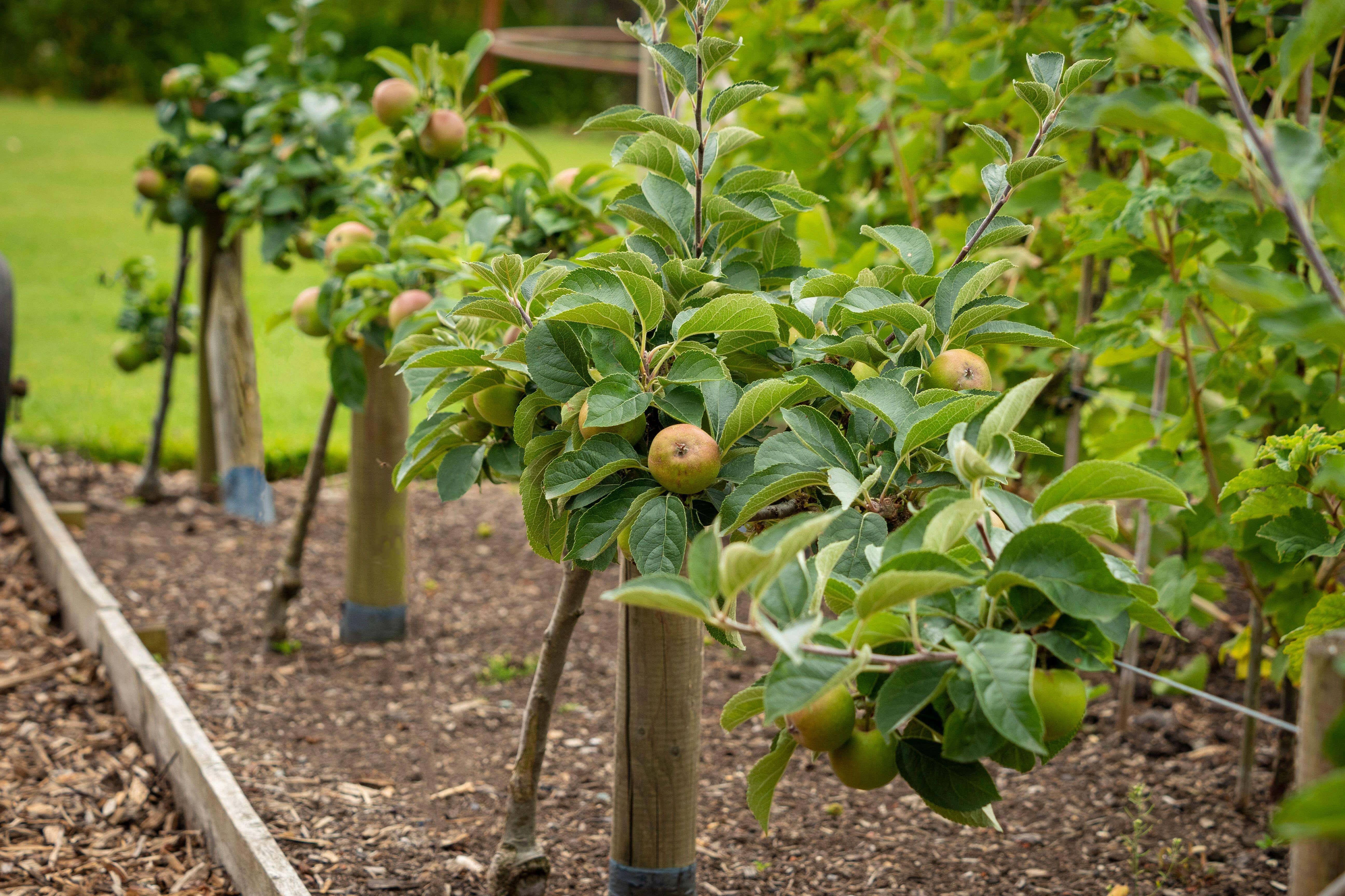 Trees grown in veg plots can actually lead to more produce (Alamy/PA)