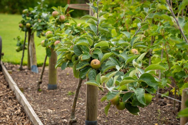 Trees grown in veg plots can actually lead to more produce (Alamy/PA)