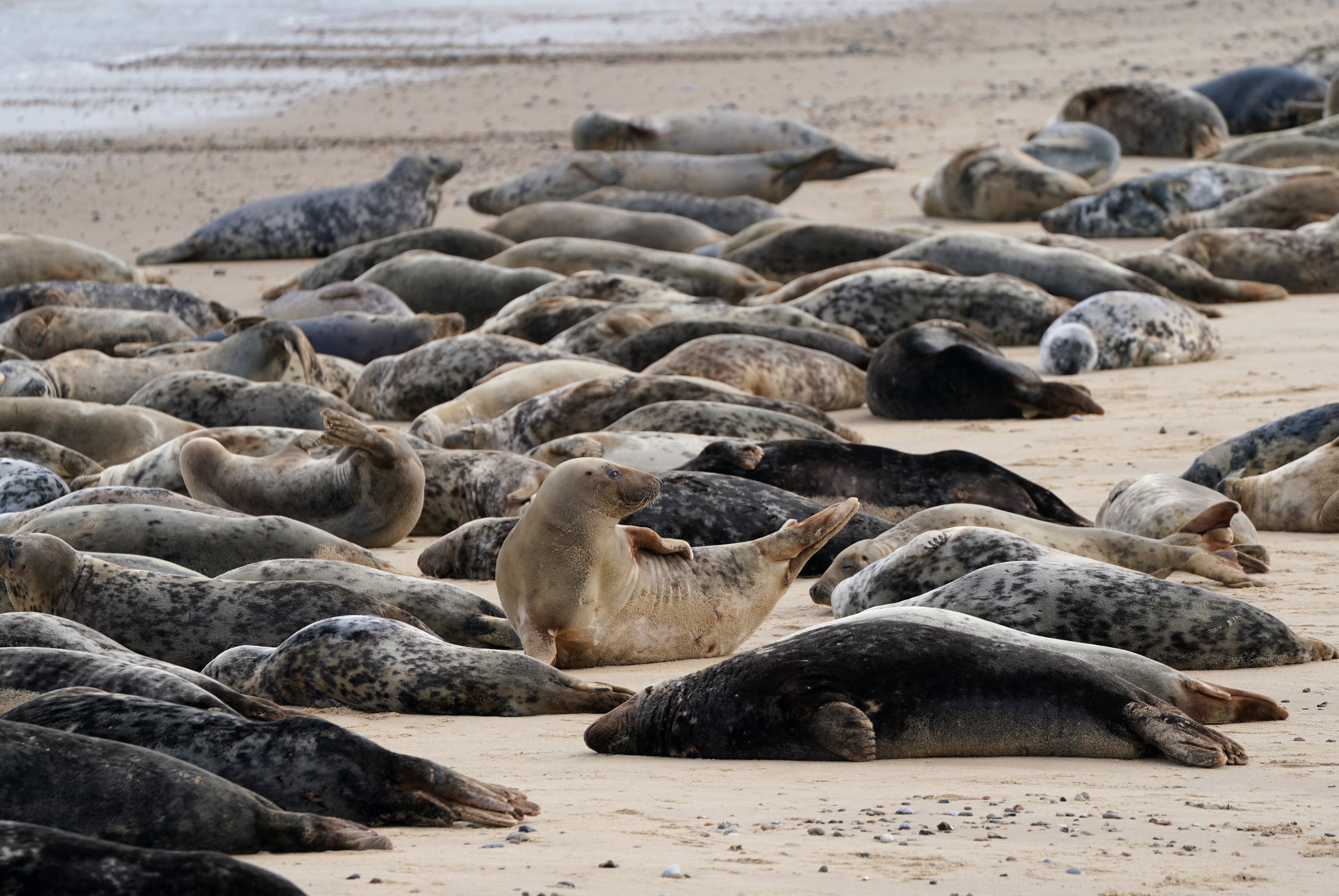 Focas cinzentas do Atlântico em Horsey Beach, Norfolk