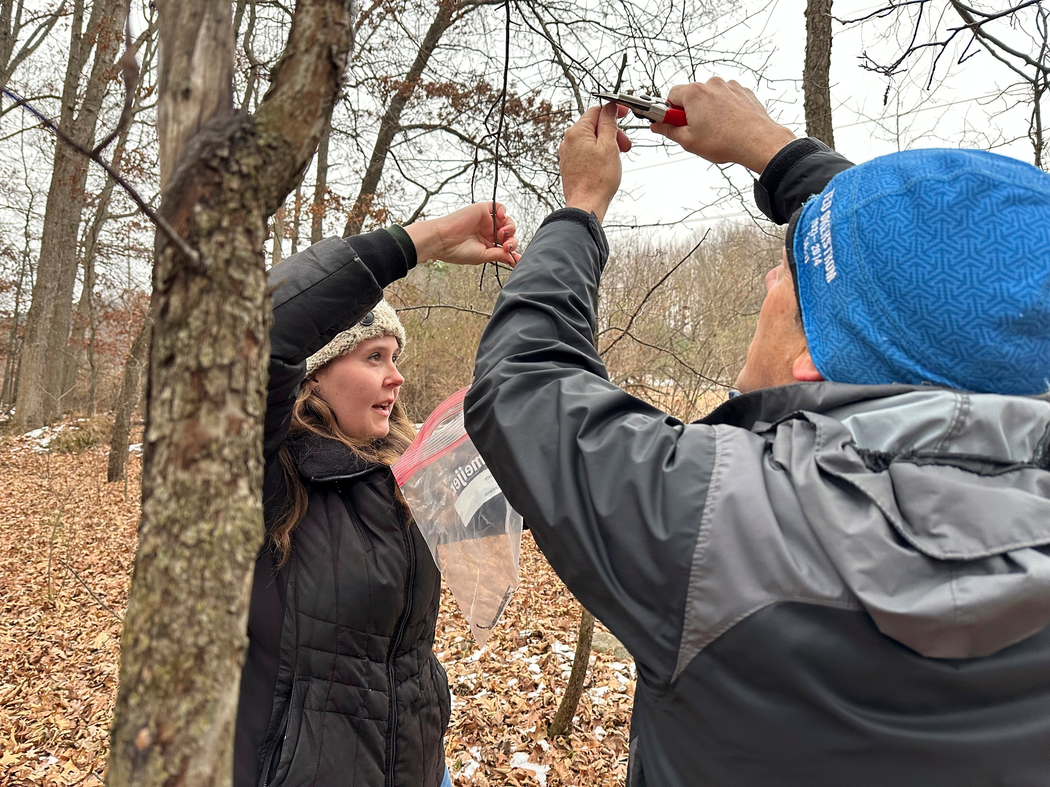 Apples-Fighting Frost