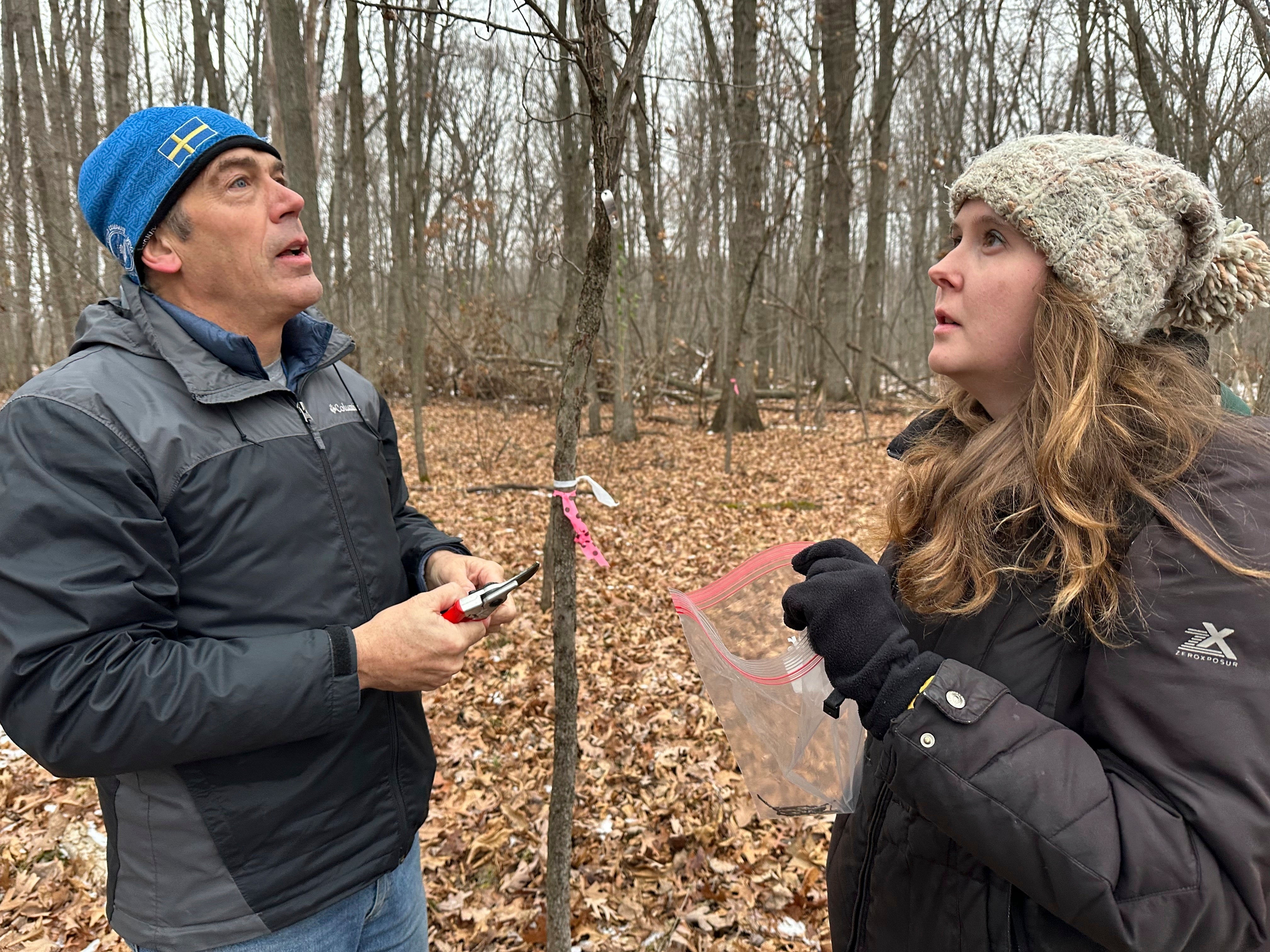 Apples-Fighting Frost