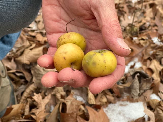 Apples-Fighting Frost