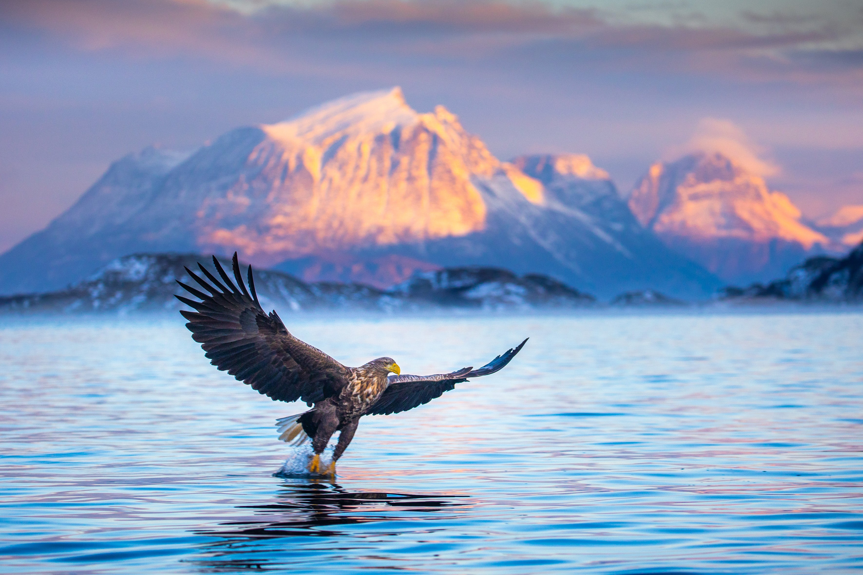 Bird lovers will relish the chance to spot golden eagles on their trip