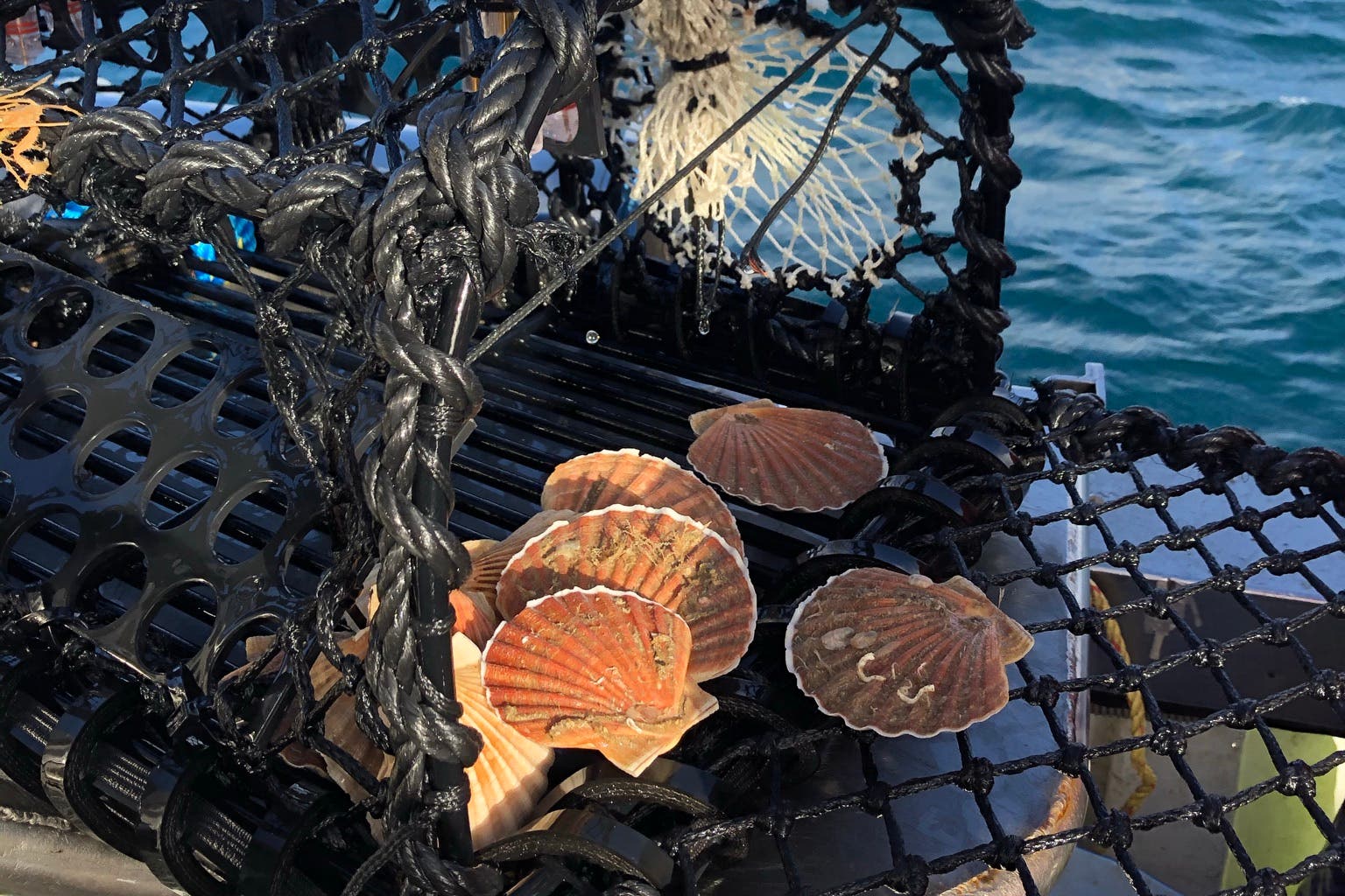 Scallops caught during the PotLight trials (Fishtek Marine/PA)
