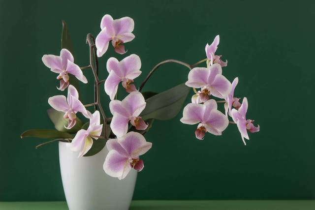 Choosing the right orchid for your environment is important (Alamy/PA)