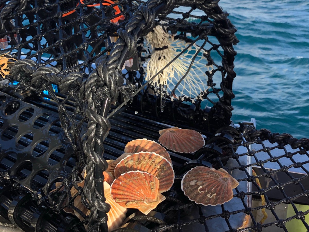 Underwater footage show Disco Scallops dance into lobster pots and onto our menus