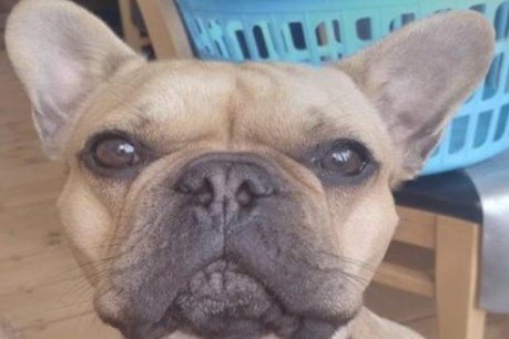 Bob the Frenchie brought his owner and accomplices down with a picture shared on social media