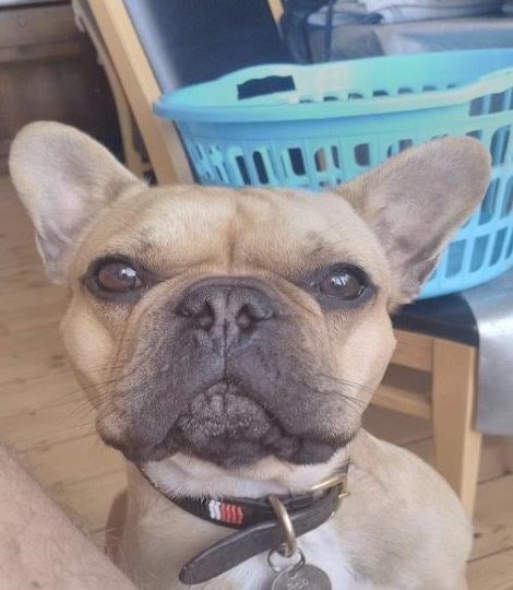 Cute: Bob the Frenchie played his role in bringing his master down