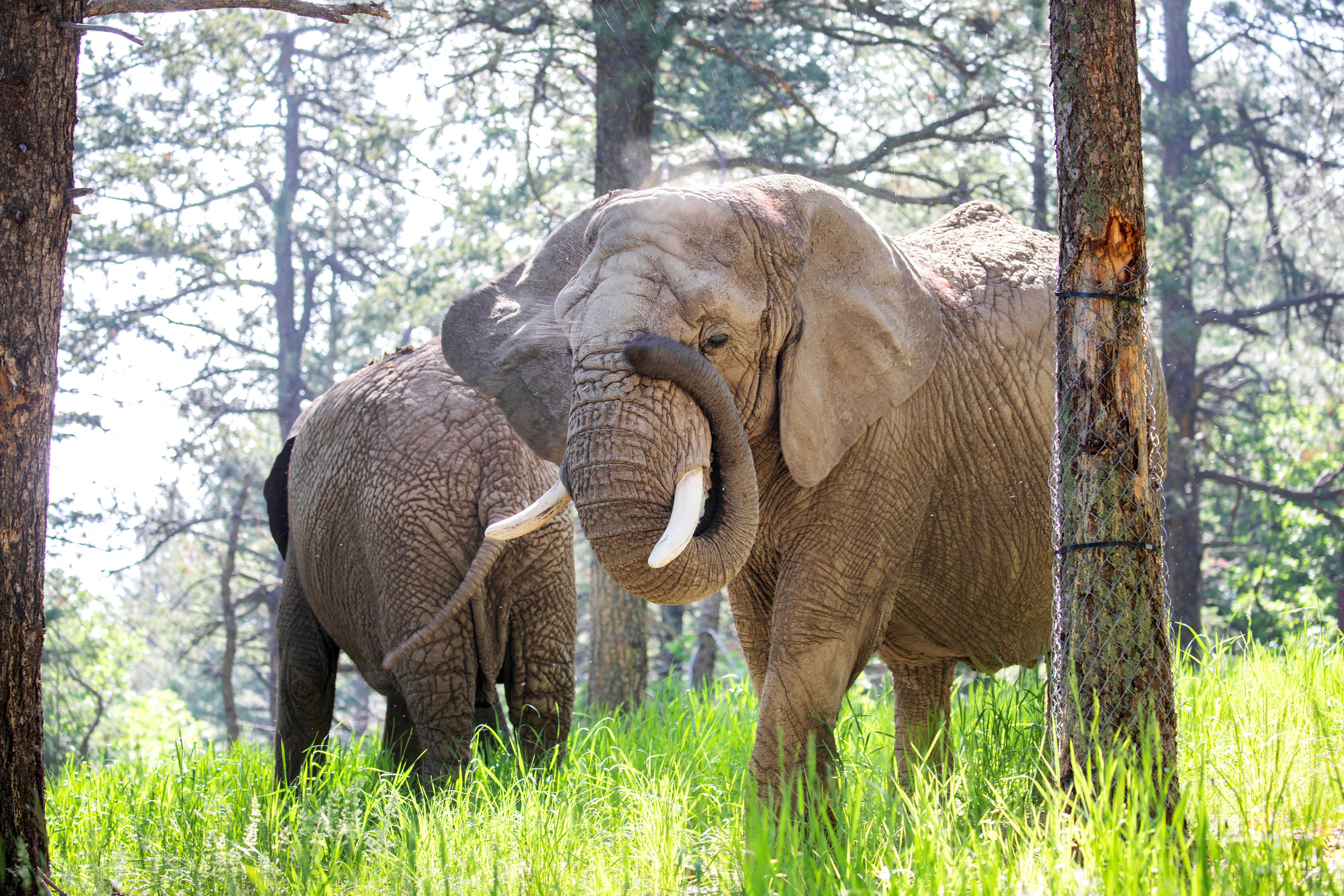 Missy (front) and Lucky are shown at the Cheyenne Mountain Zoo in Colorada Springs