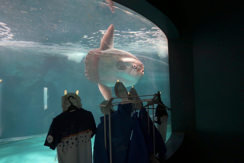 Aquarium tapes human cutouts to tank after lonely sunfish refuses to eat alone