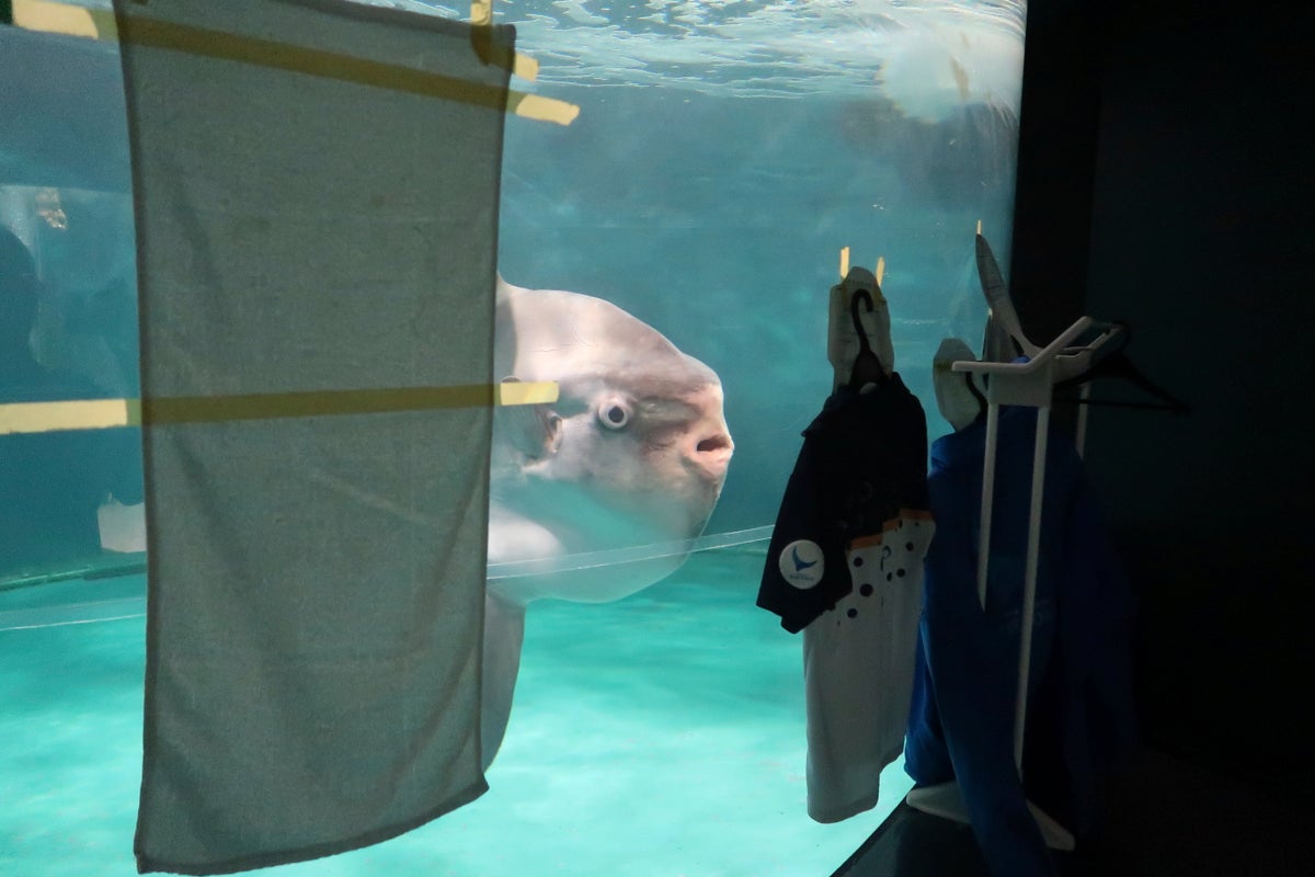 Sunfish that began ailing after aquarium's closure recovers after human cutouts set up outside tank