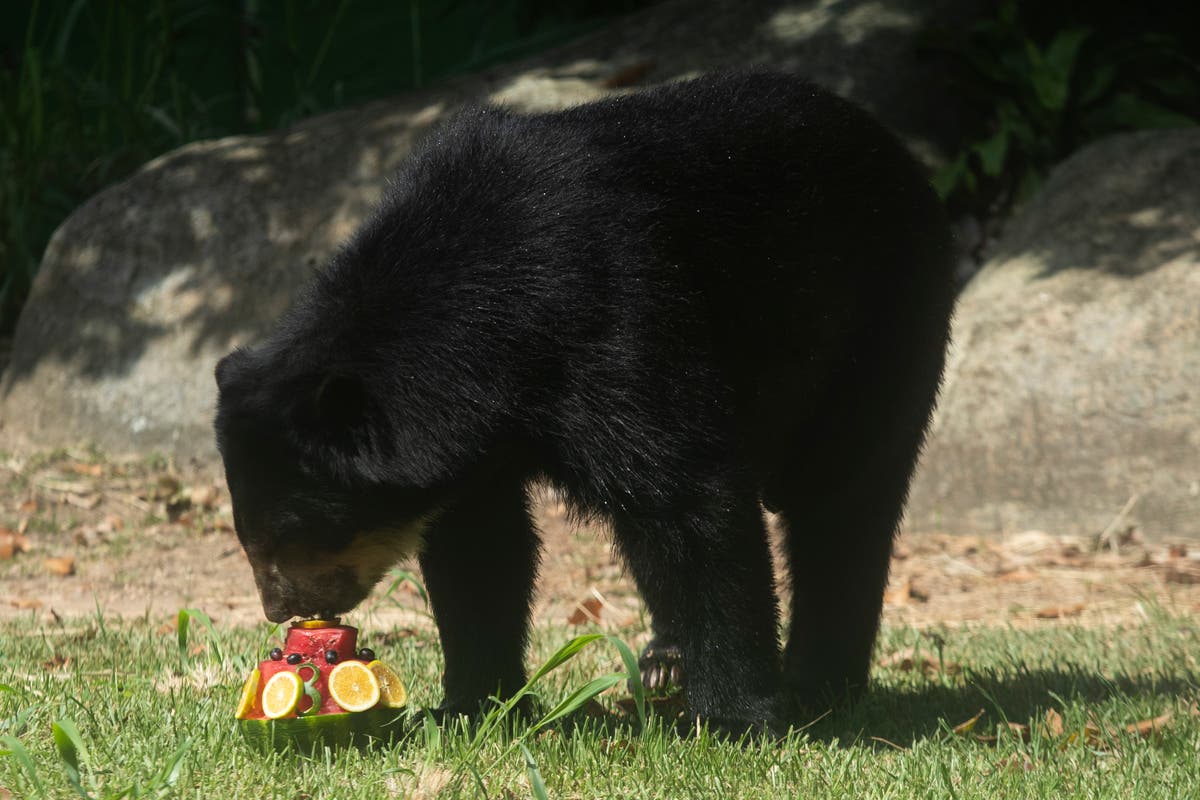 Rio's thirsty zoo animals get icy treats to cool down in Brazil’s stifling summer heat