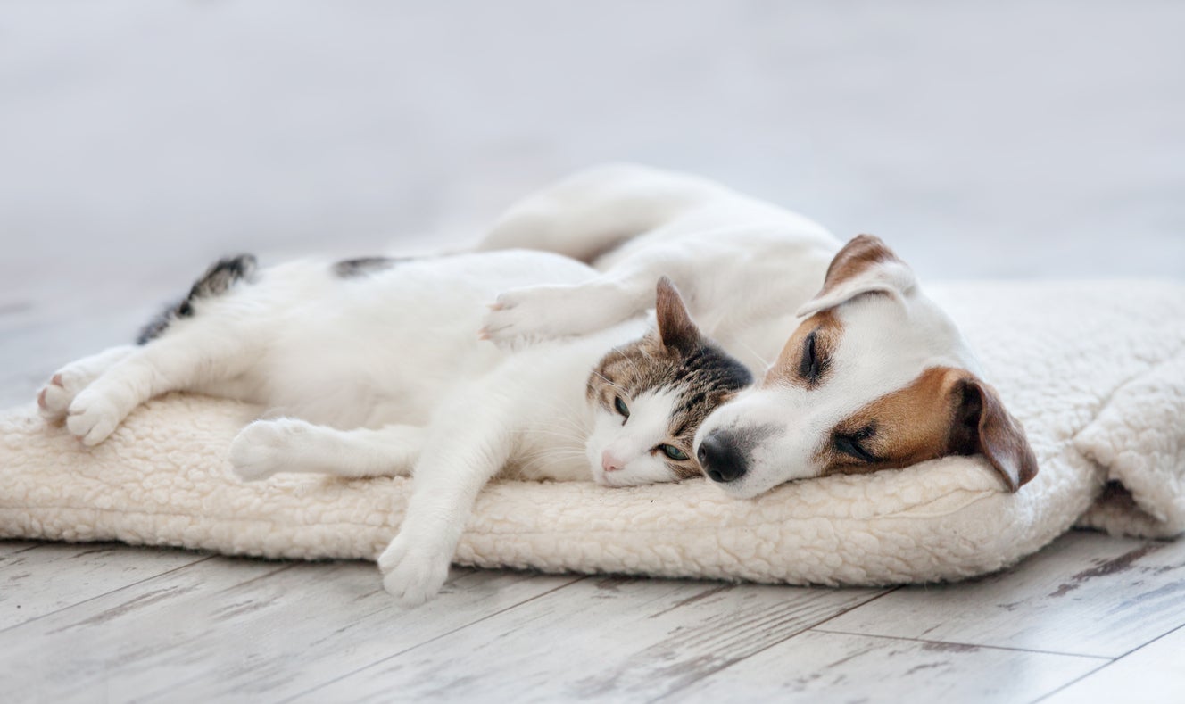 Tempatkan selimut hangat di tempat tidur kucing atau anjing Anda selama musim dingin