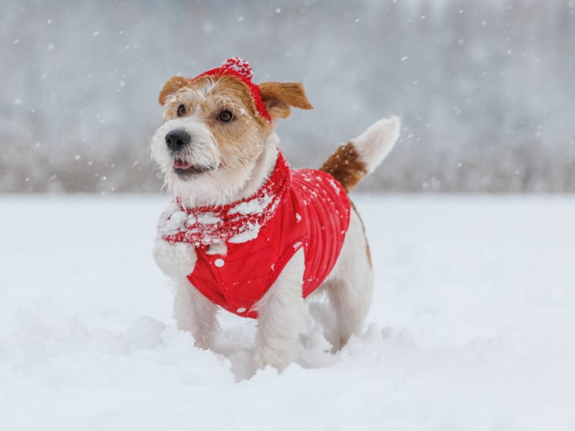 Dogs should always have booties on during snow storm to avoid getting salt in their paws