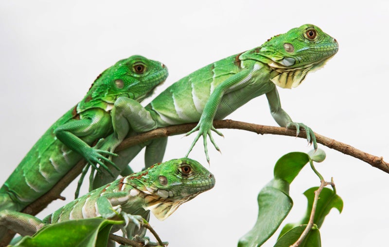 Taiwan plans to cull up to 120,000 green iguanas due to their negative impact on agriculture