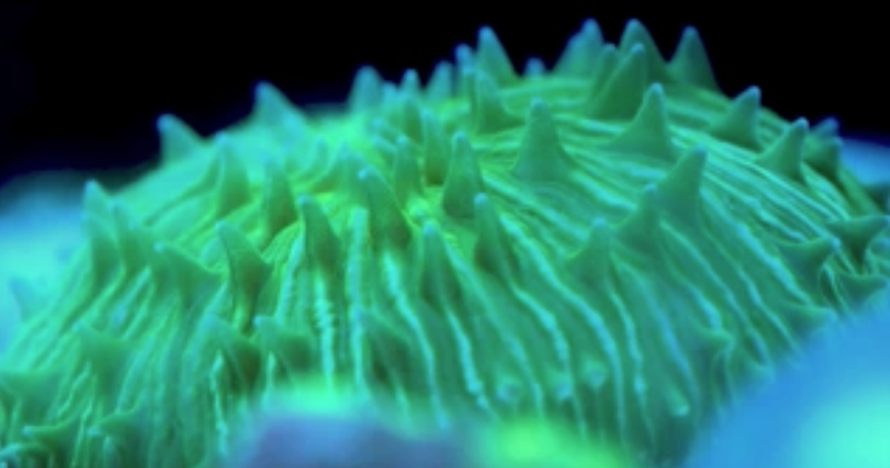 Scientists stunned to find corals that ‘walk’ towards light