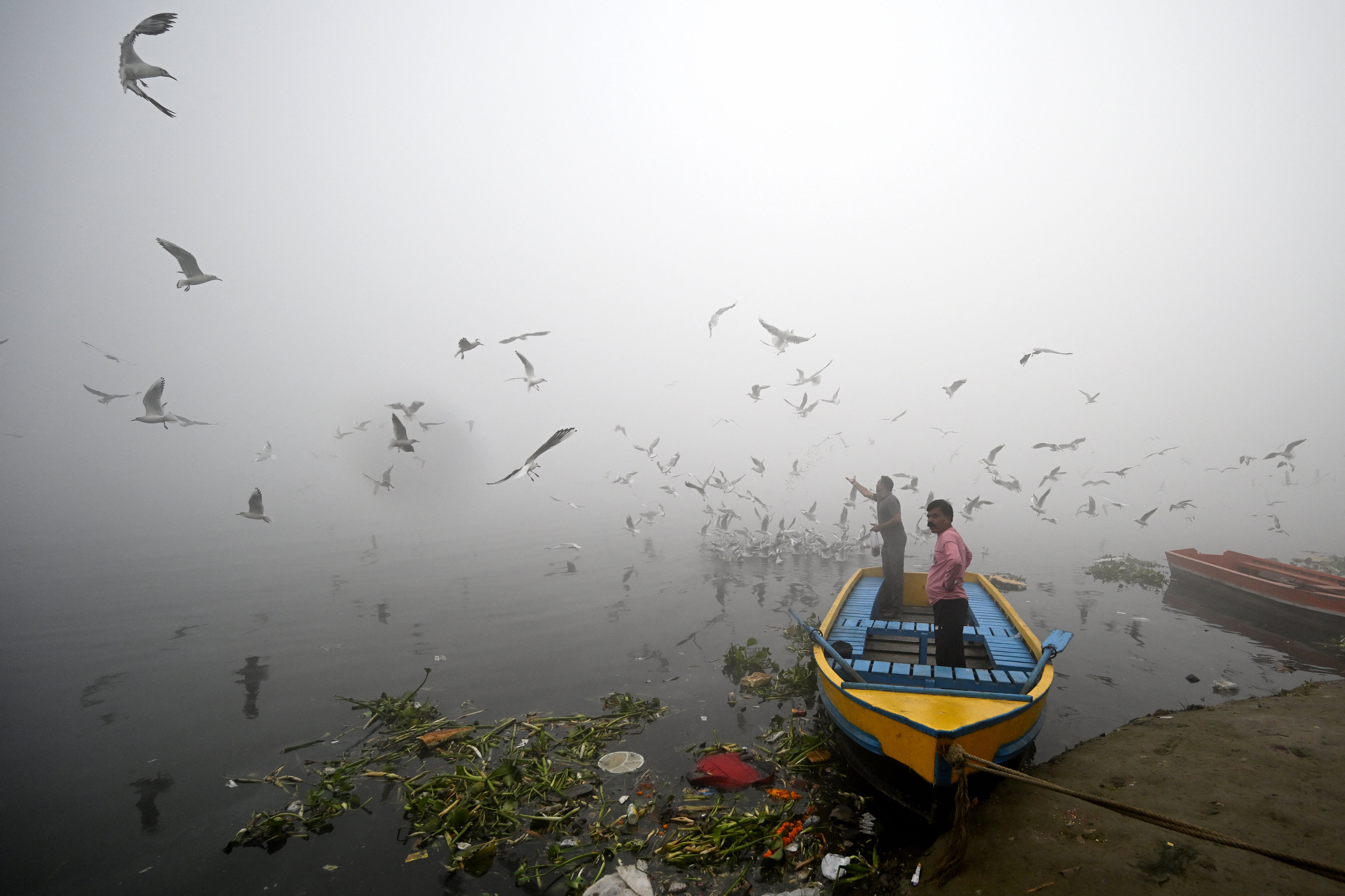 A man feeds seagulls in the waters of river Yamuna engulfed in smog in Delhi