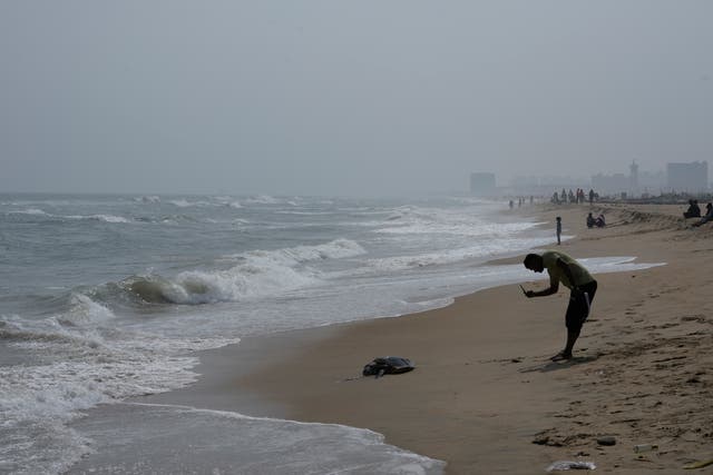 India Turtle Deaths