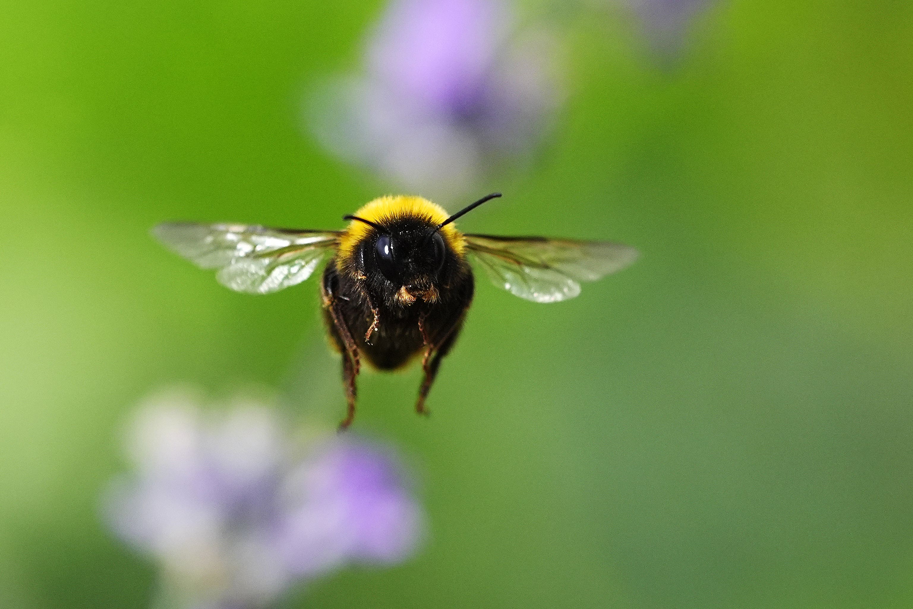 The Government has turned down an application for emergency use of a bee-killing pesticide (Brian Lawless/PA)
