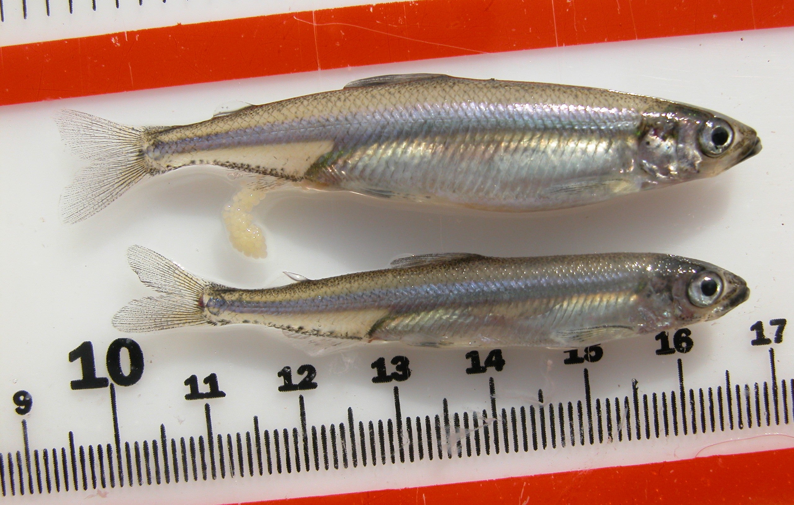 Two Delta smelt are seen in this photo. The silvery fish typically reach a length of up to three inches and have become center in Trump’s push for water for California