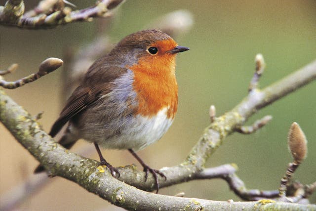 A robin on a magnolia tree (Andy Hay/RSPB/PA)