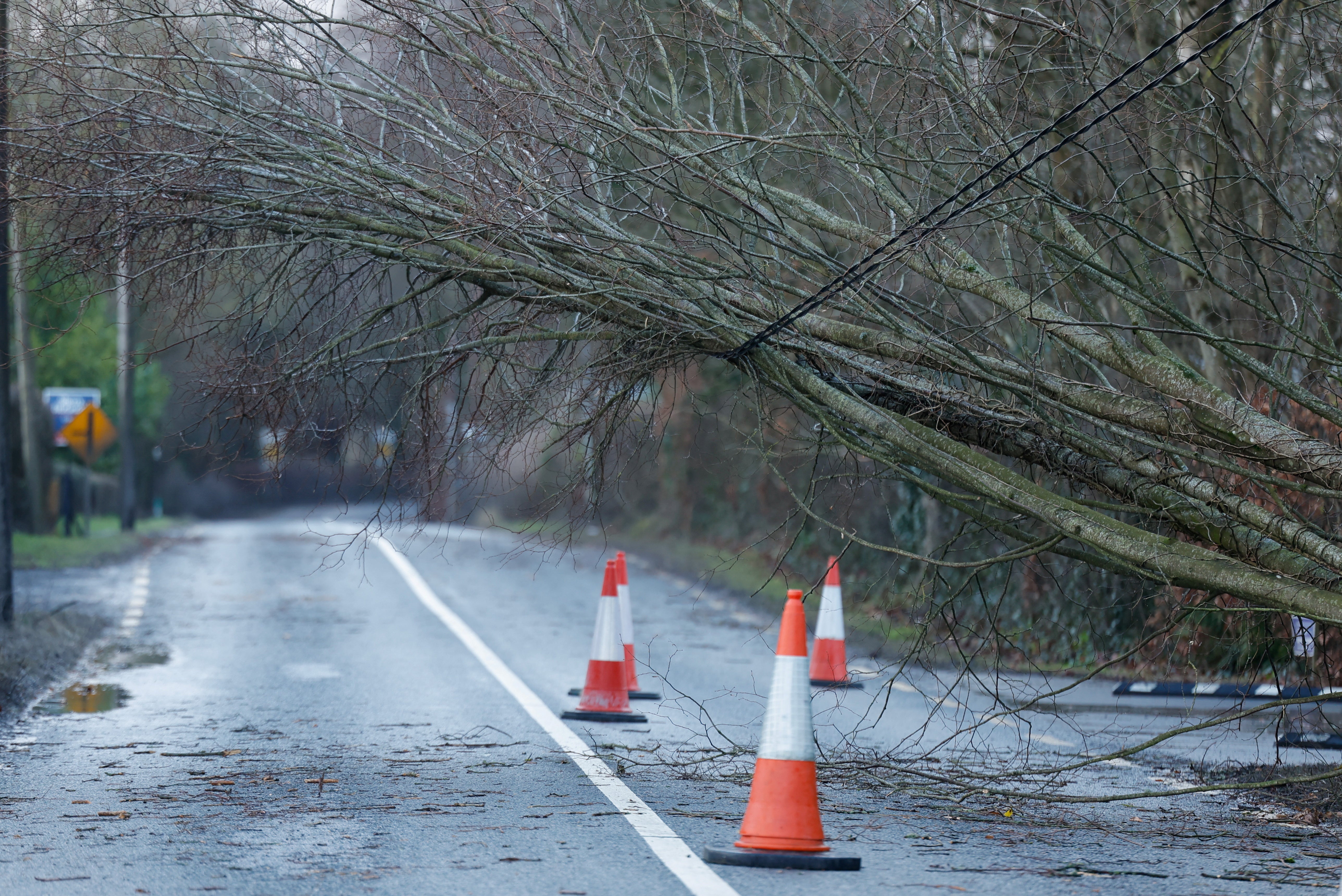 A fallen tree is suspended in electricity wires in Barretstown