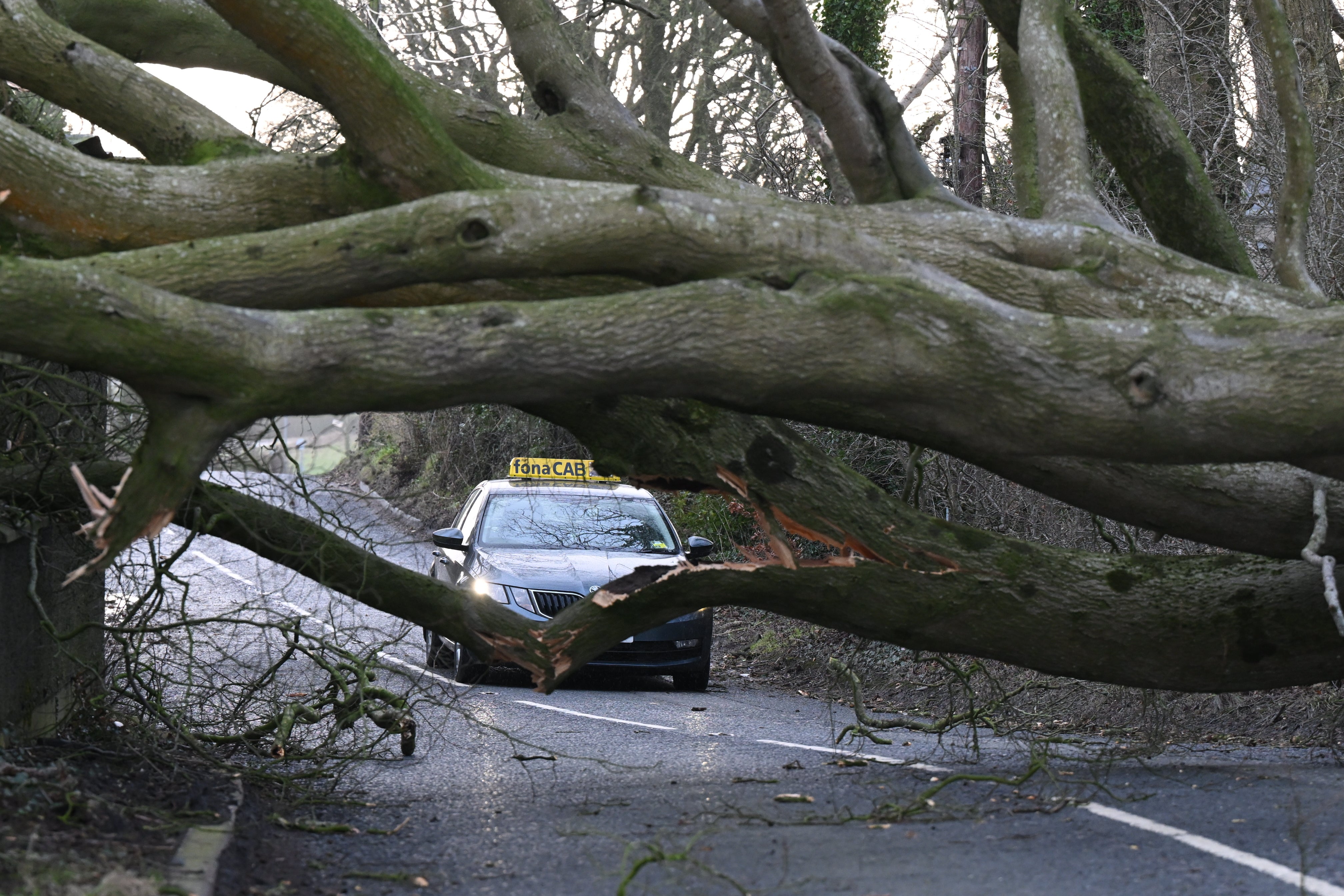 A fallen tree brought down during Storm Eowyn blocks a road near Belfast