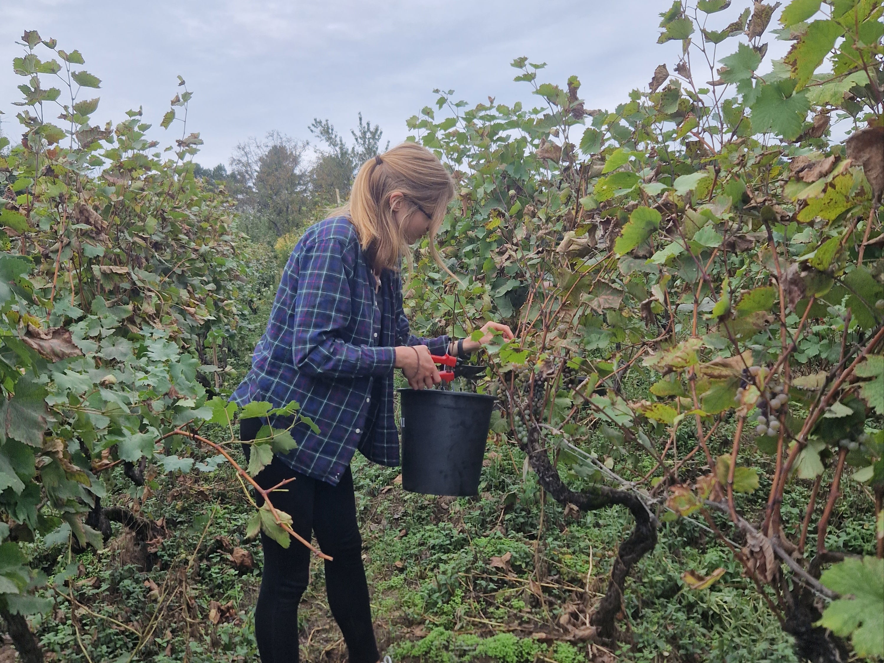 Marianna rolls up her sleeves and gets harvesting