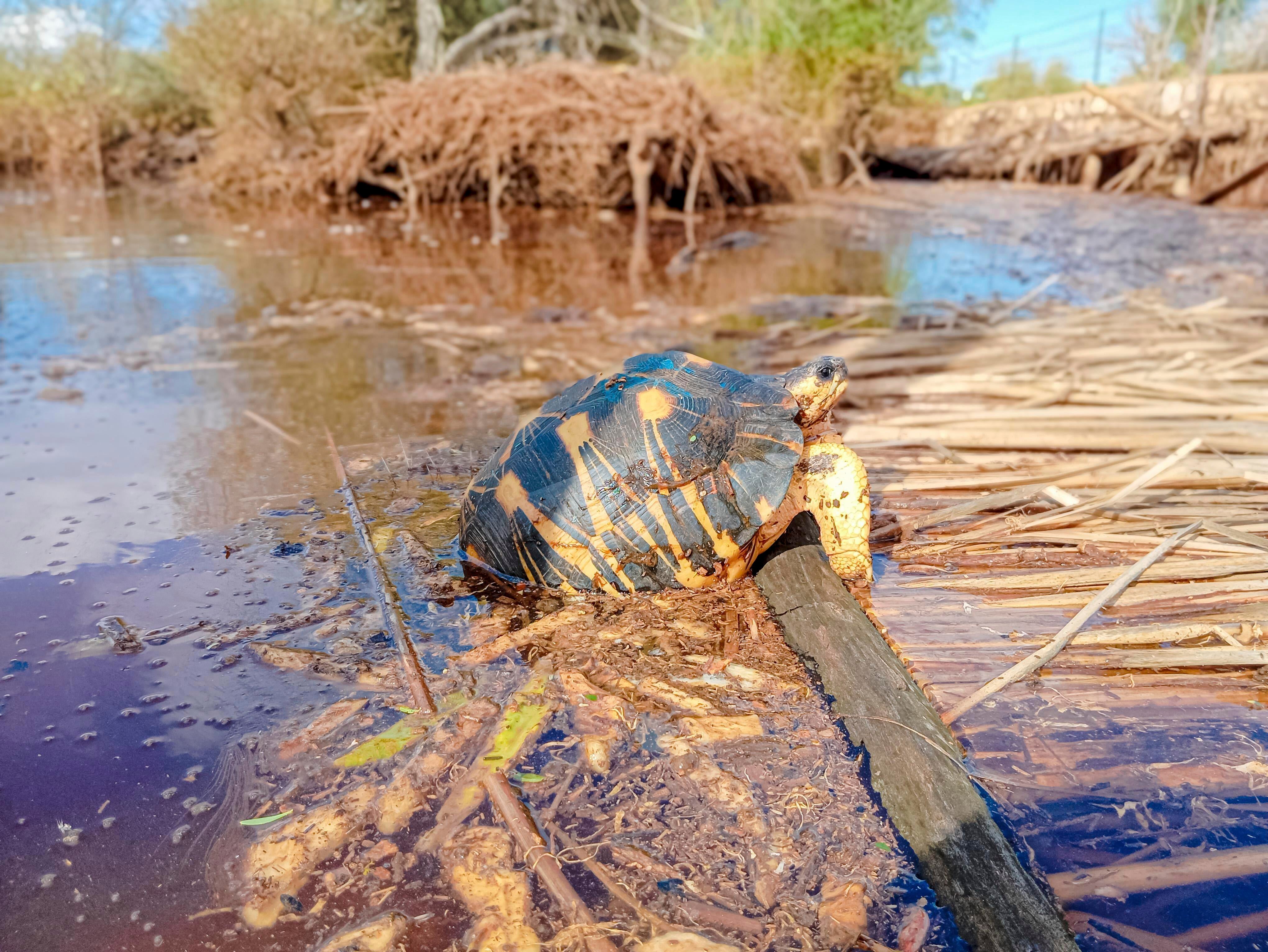 Madagascar Tortoise Rescue