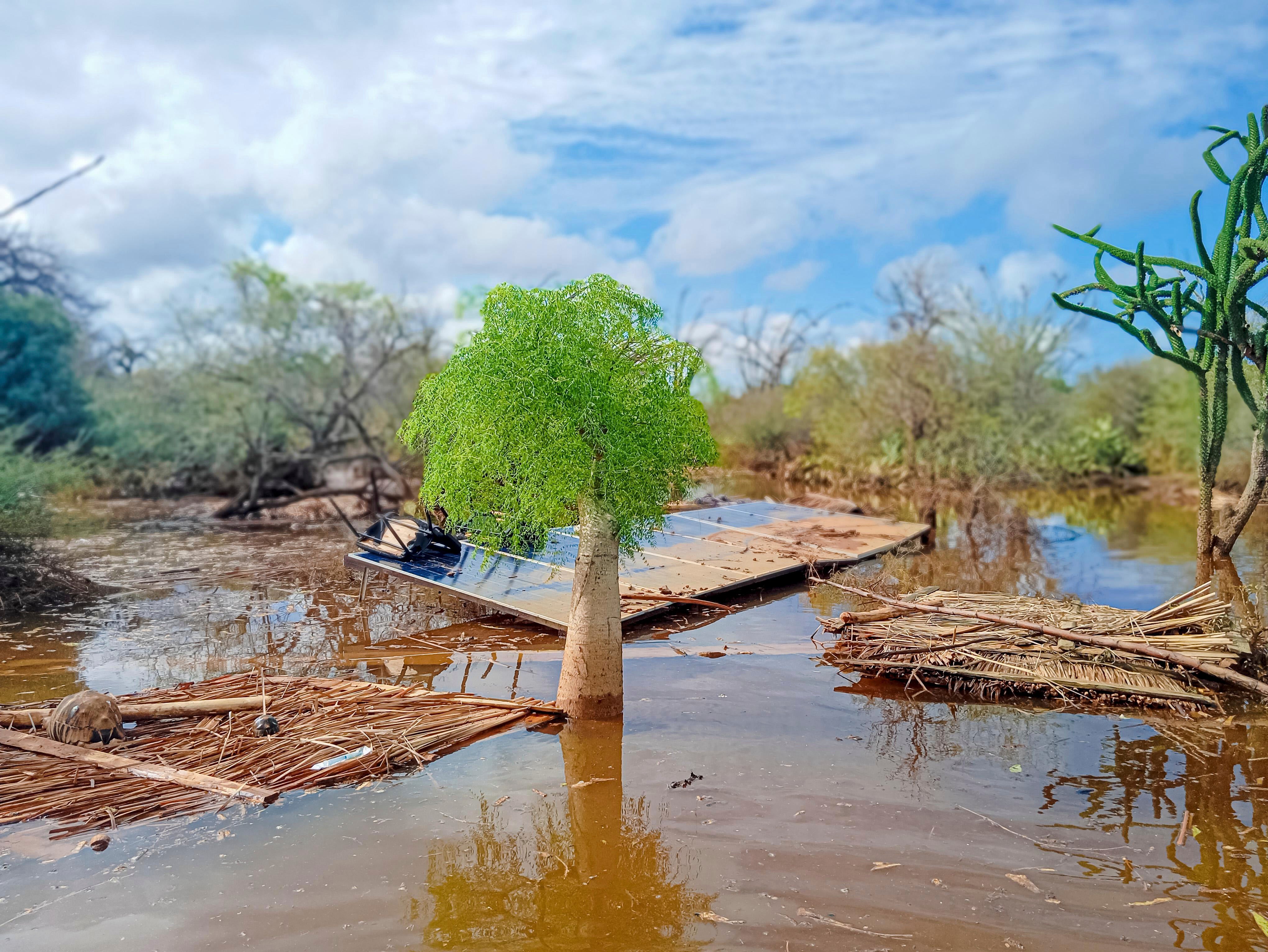 Madagascar Tortoise Rescue
