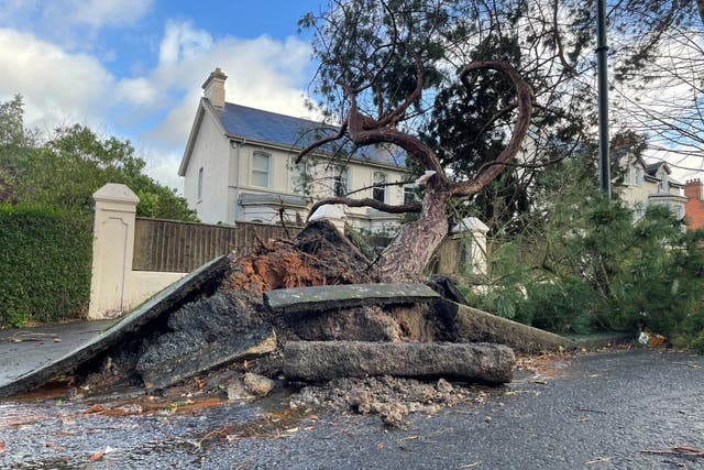 A fallen tree on Cyprus Avenue, east Belfast (David Young/PA)