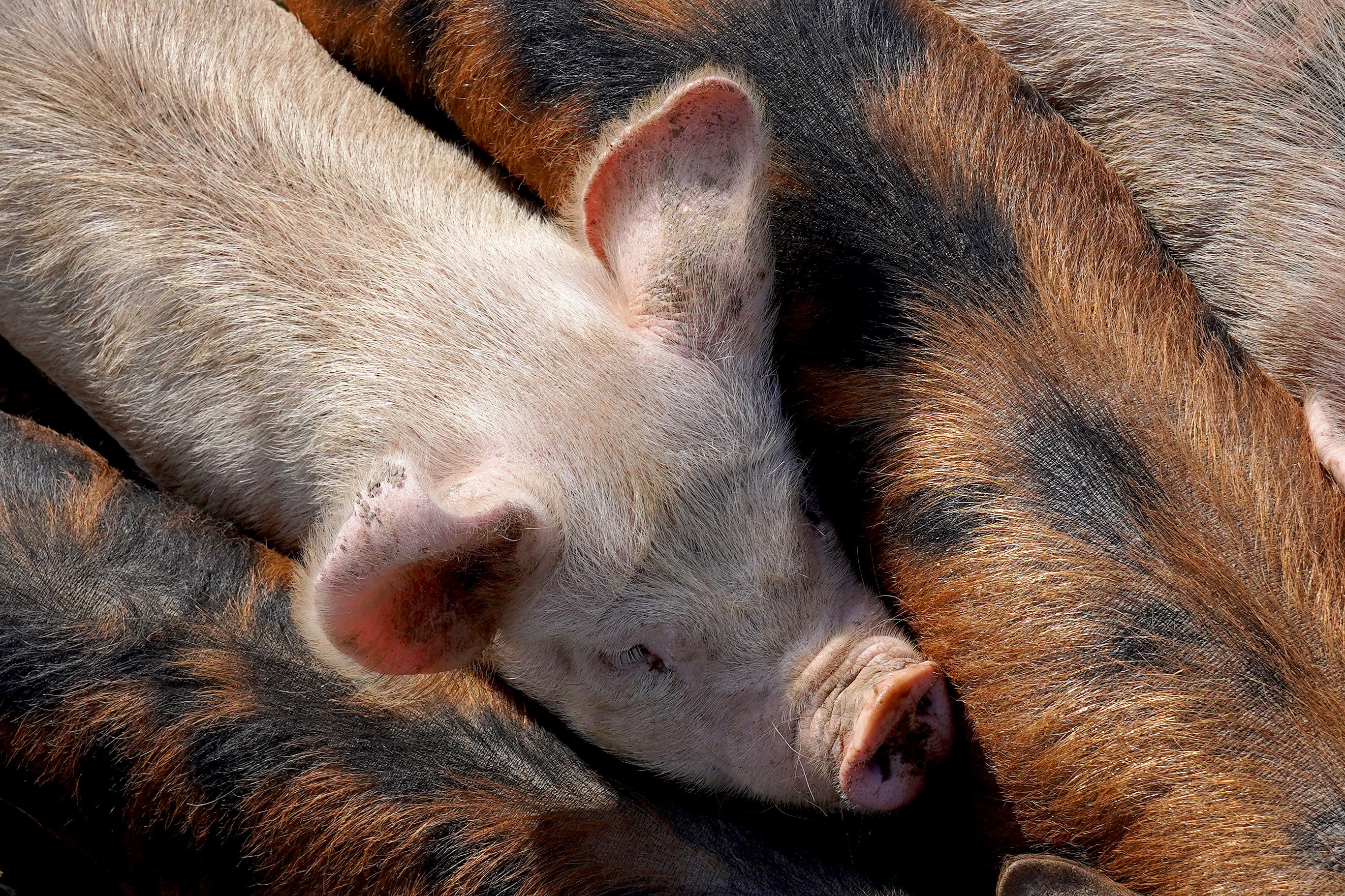 Cranswick wants to expand a sight in Methwold, Norfolk to produce millions of chickens and tens of thousands of pigs a year. File photo. (Gareth Fuller/PA)