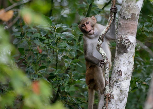 <p>After two months on the run, the last of the lab monkeys that escaped from a South Carolina facility have been caught </p>