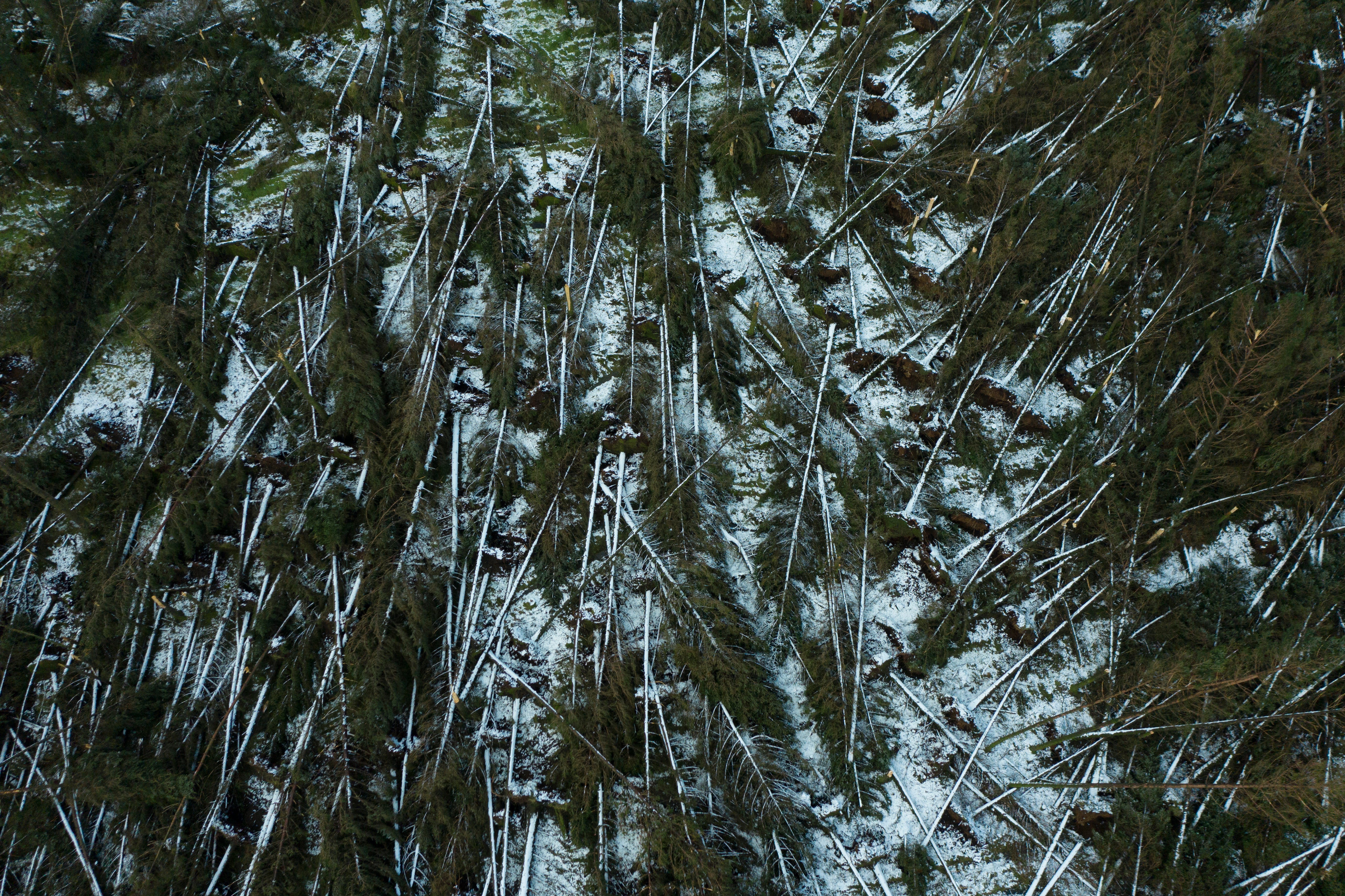 Hundreds of trees can be seen fallen following the effects of Storm Eowyn at Tardree Forest in Antrim, Northern Ireland